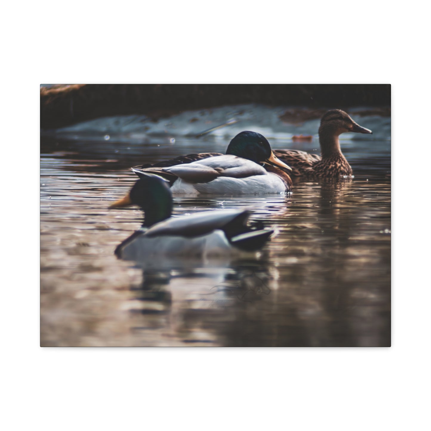 Mallard Ducks Canvas