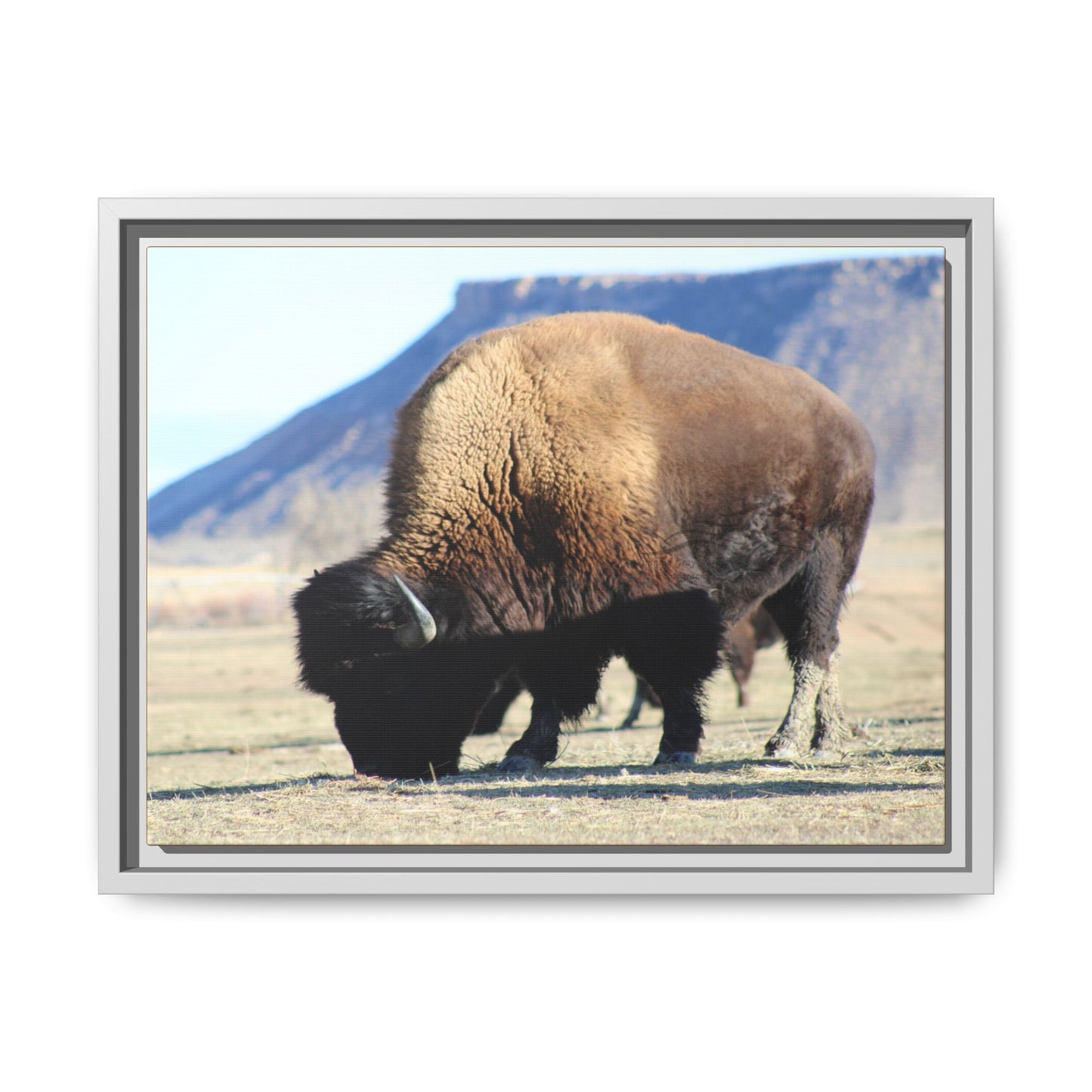 Big Daddy Buffalo Framed Canvas
