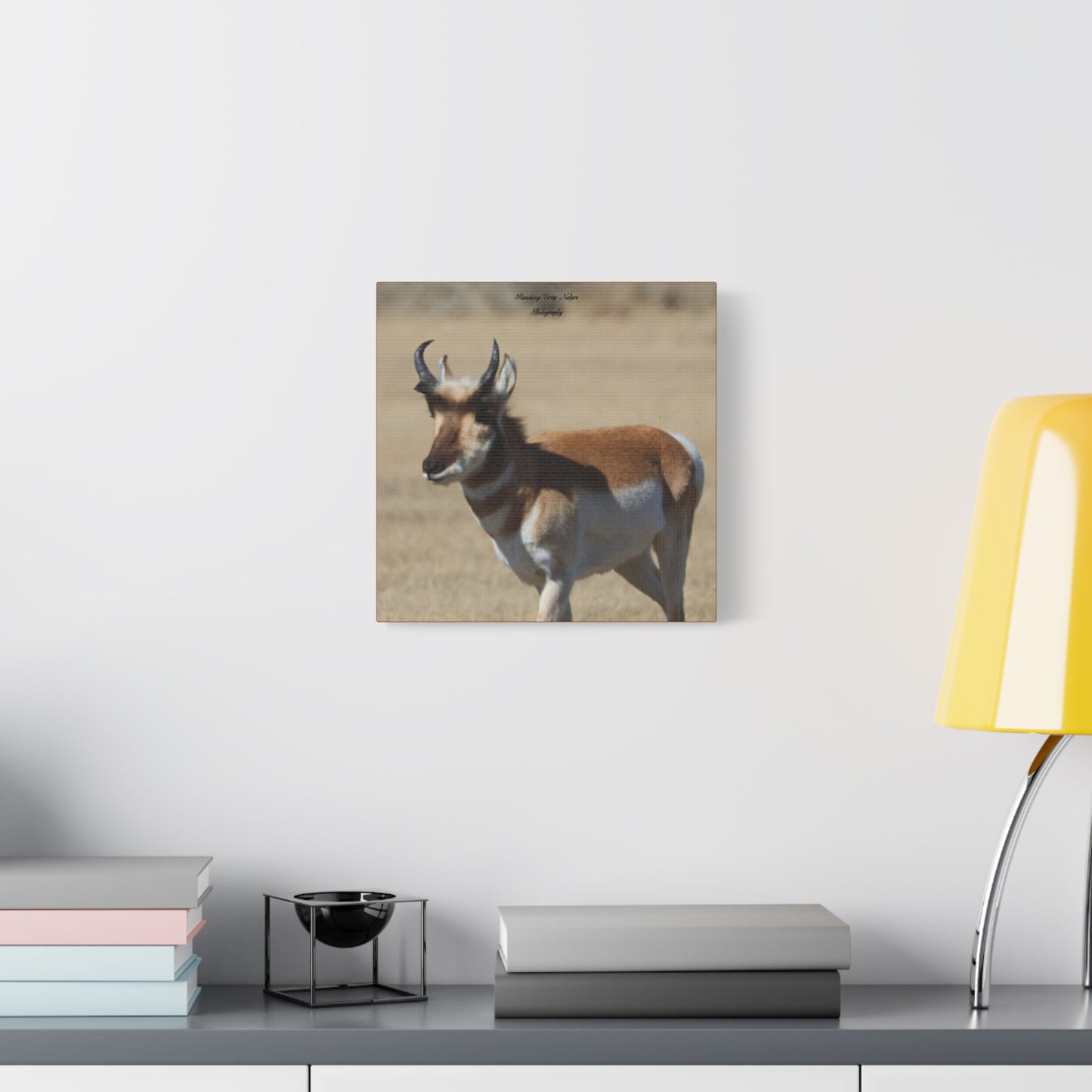 Wyoming Pronghorn Matte Canvas, Stretched, 1.25"