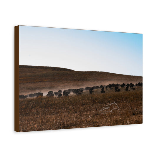 Buffalo Herd Canvas