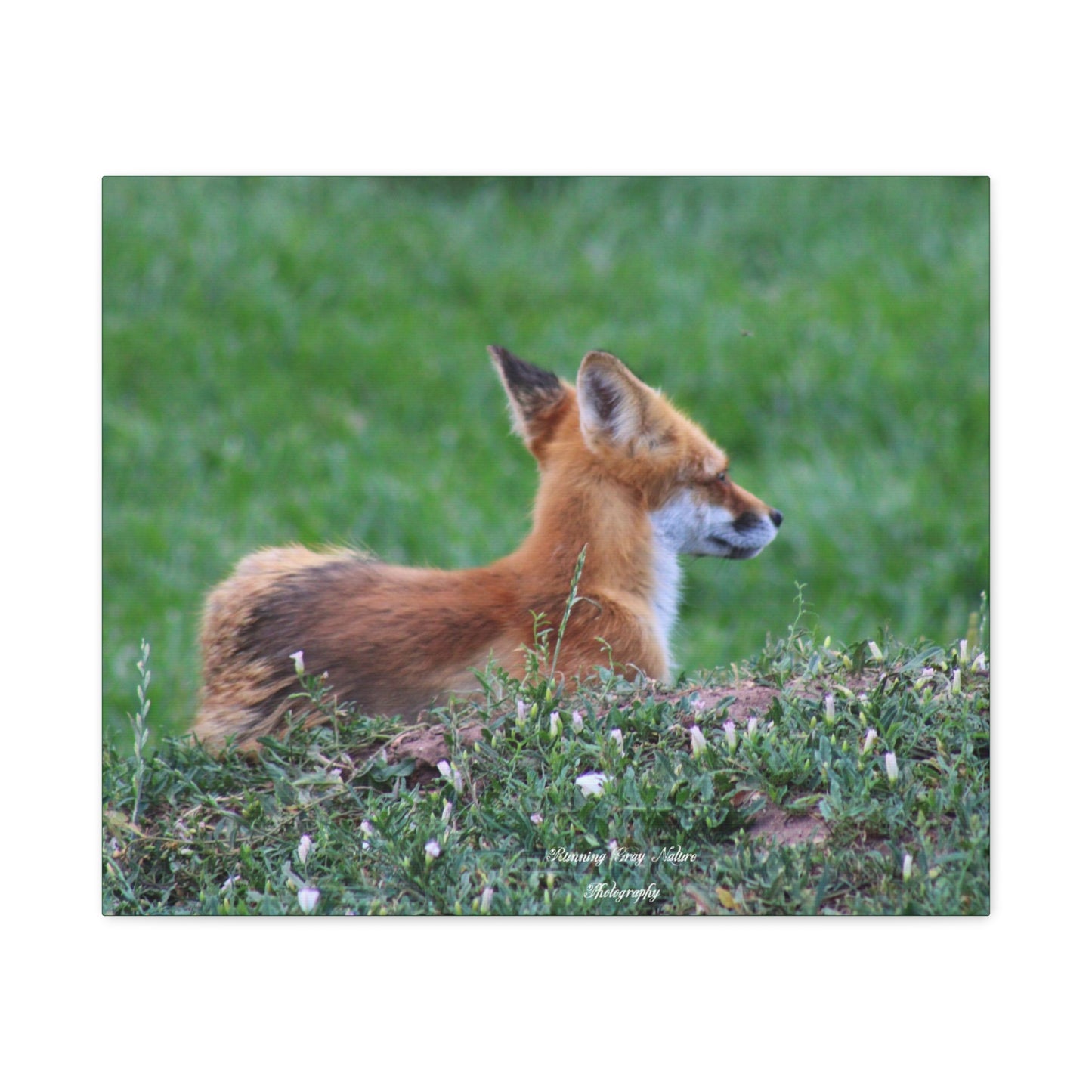 Red Tail Fox Matte Canvas, Stretched, 1.25"