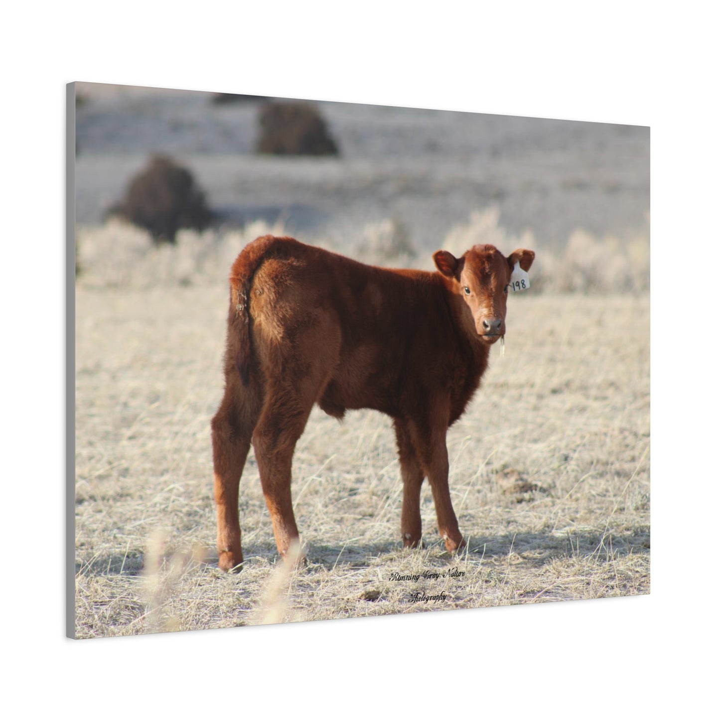 Baby Calf 198 Matte Canvas, Stretched, 1.25"