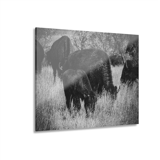 Black and White Buffalo Acrylic