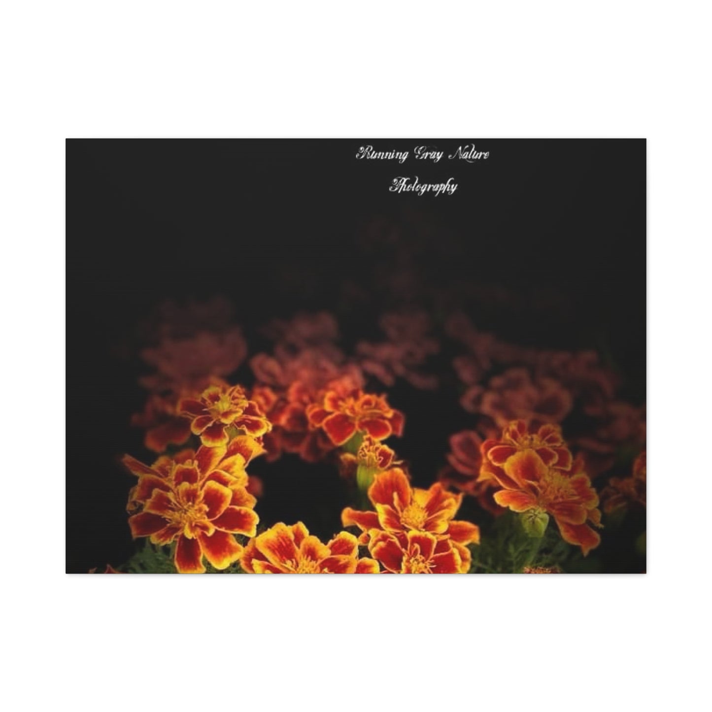 French Marigold Matte Canvas, Stretched, 1.25"