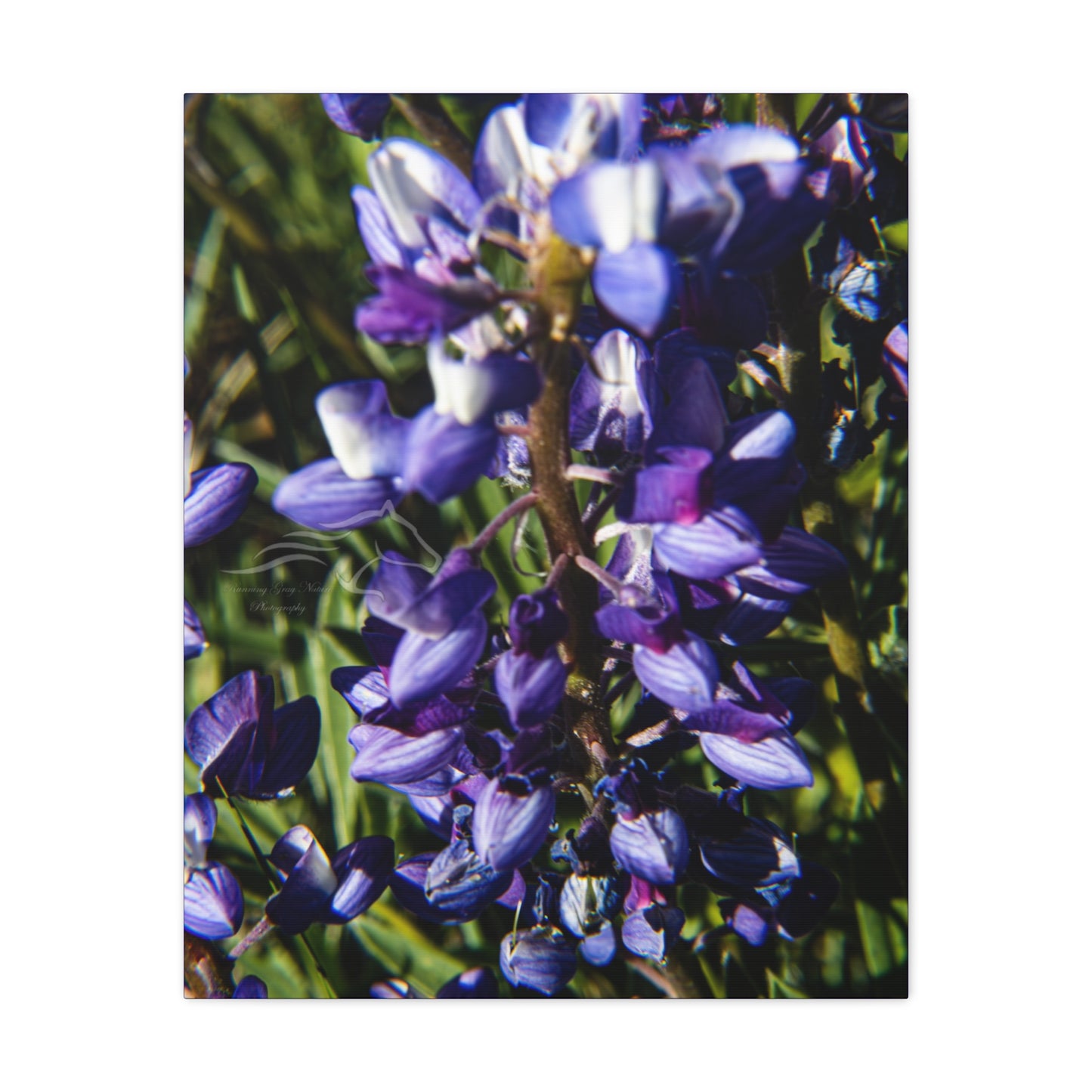 Arctic Lupine Canvas