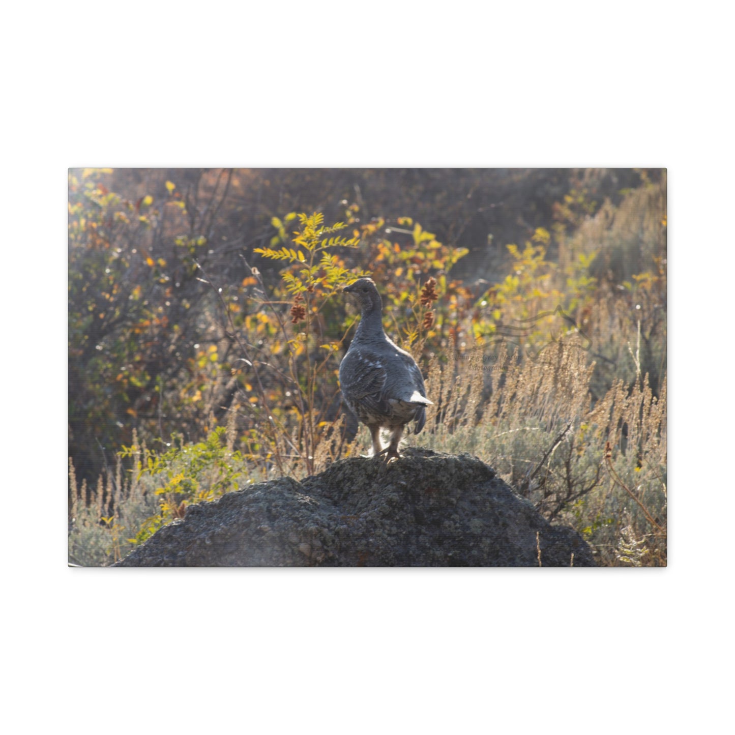 Wyoming Sage Grouse Canvas