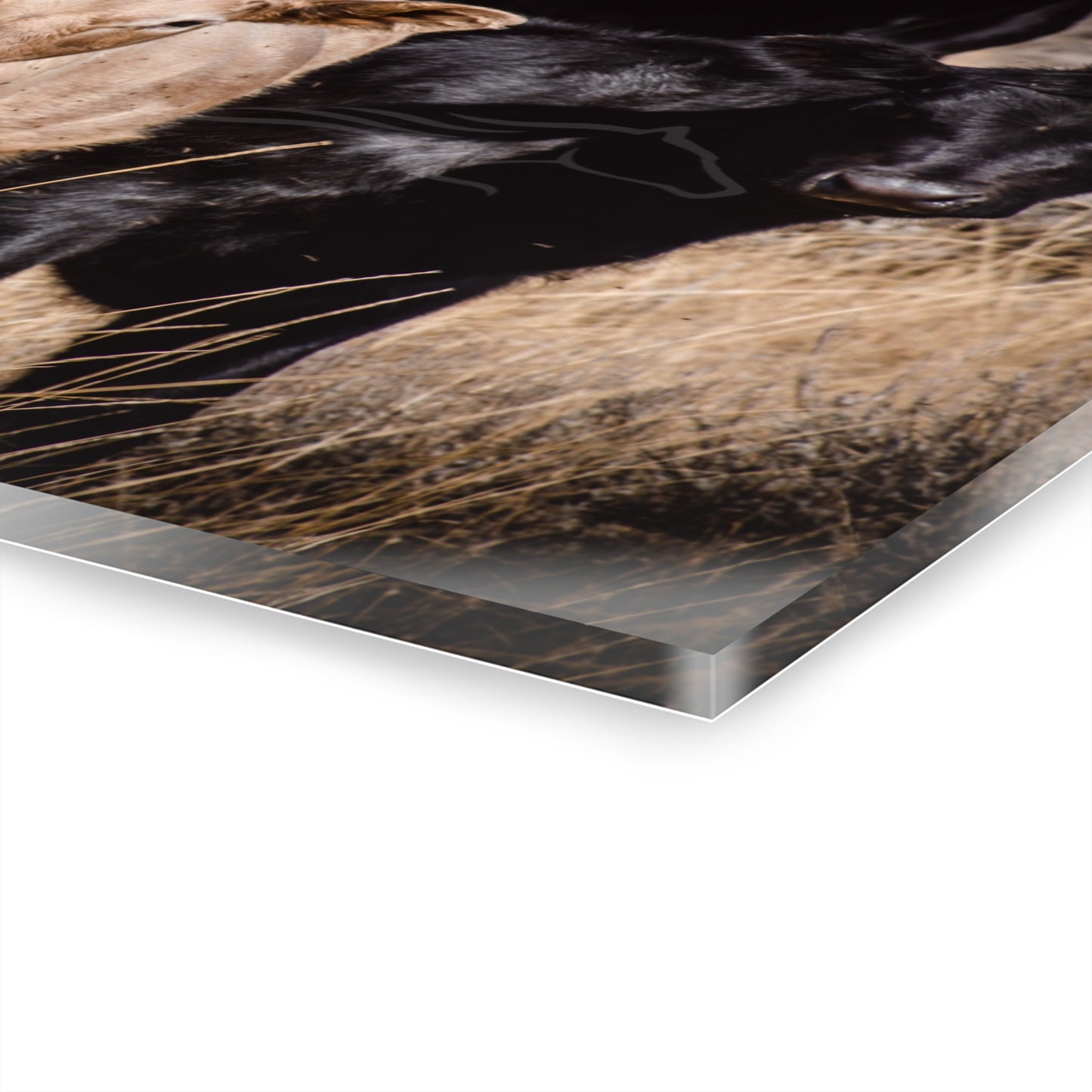 Baby Blonde Calf Acrylic