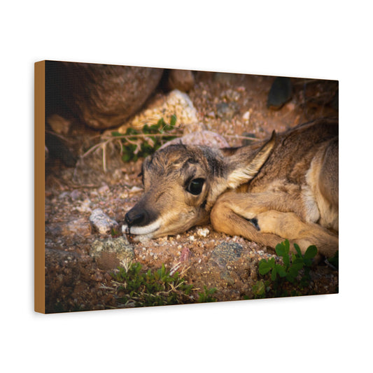 Baby Antelope Canvas