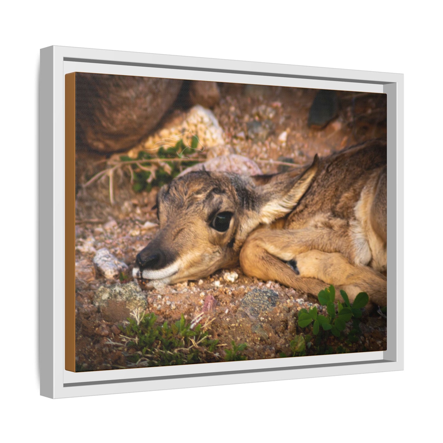 Baby Antelope Framed Canvas