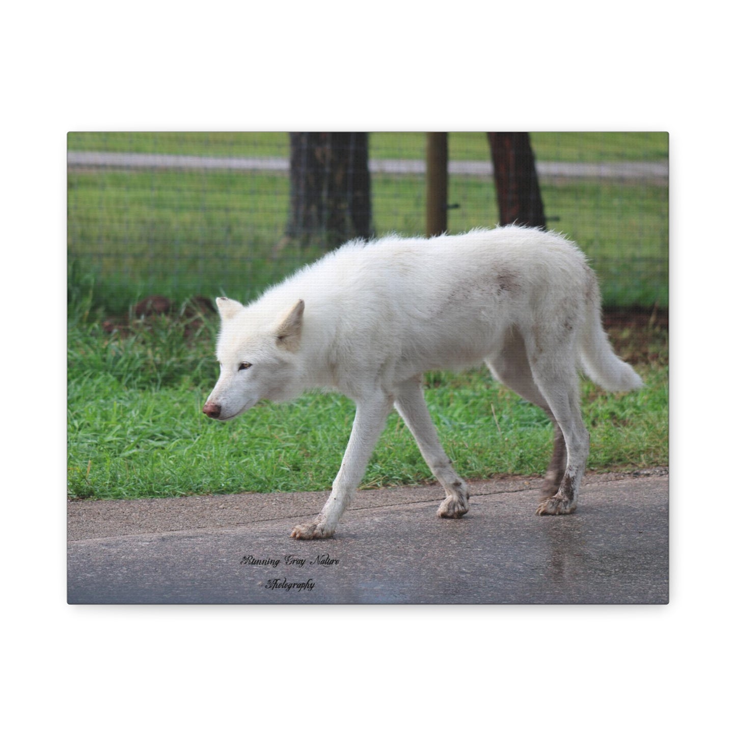 White Wolf Matte Canvas, Stretched, 1.25"