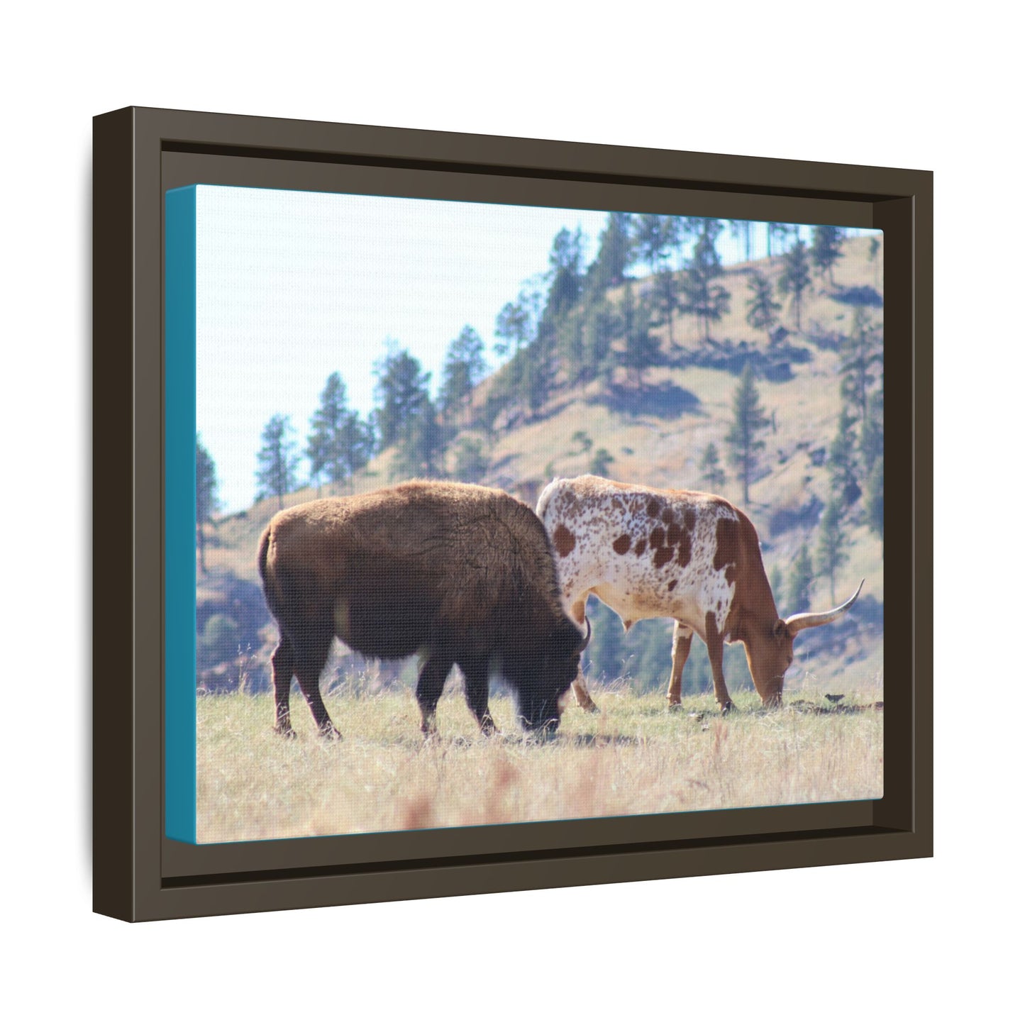 Long Horn and Buffalo Framed Canvas