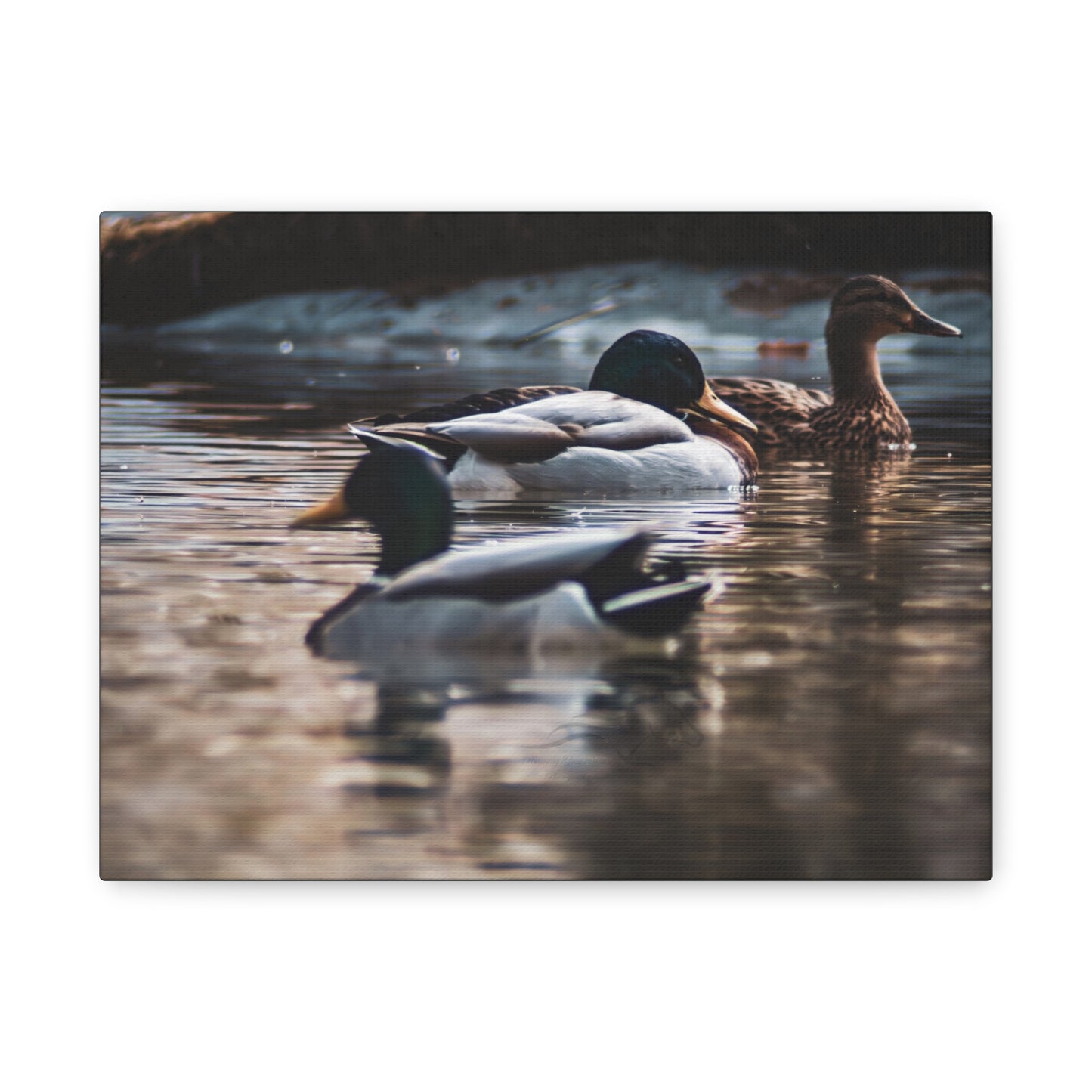 Mallard Ducks Canvas