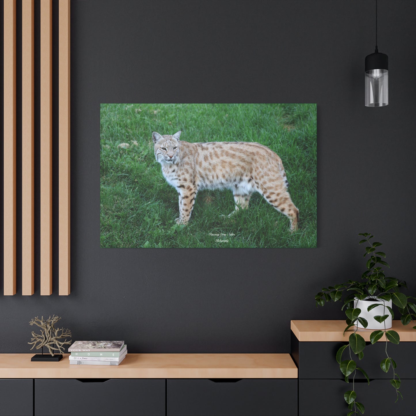 Bobcat Matte Canvas, Stretched, 1.25"