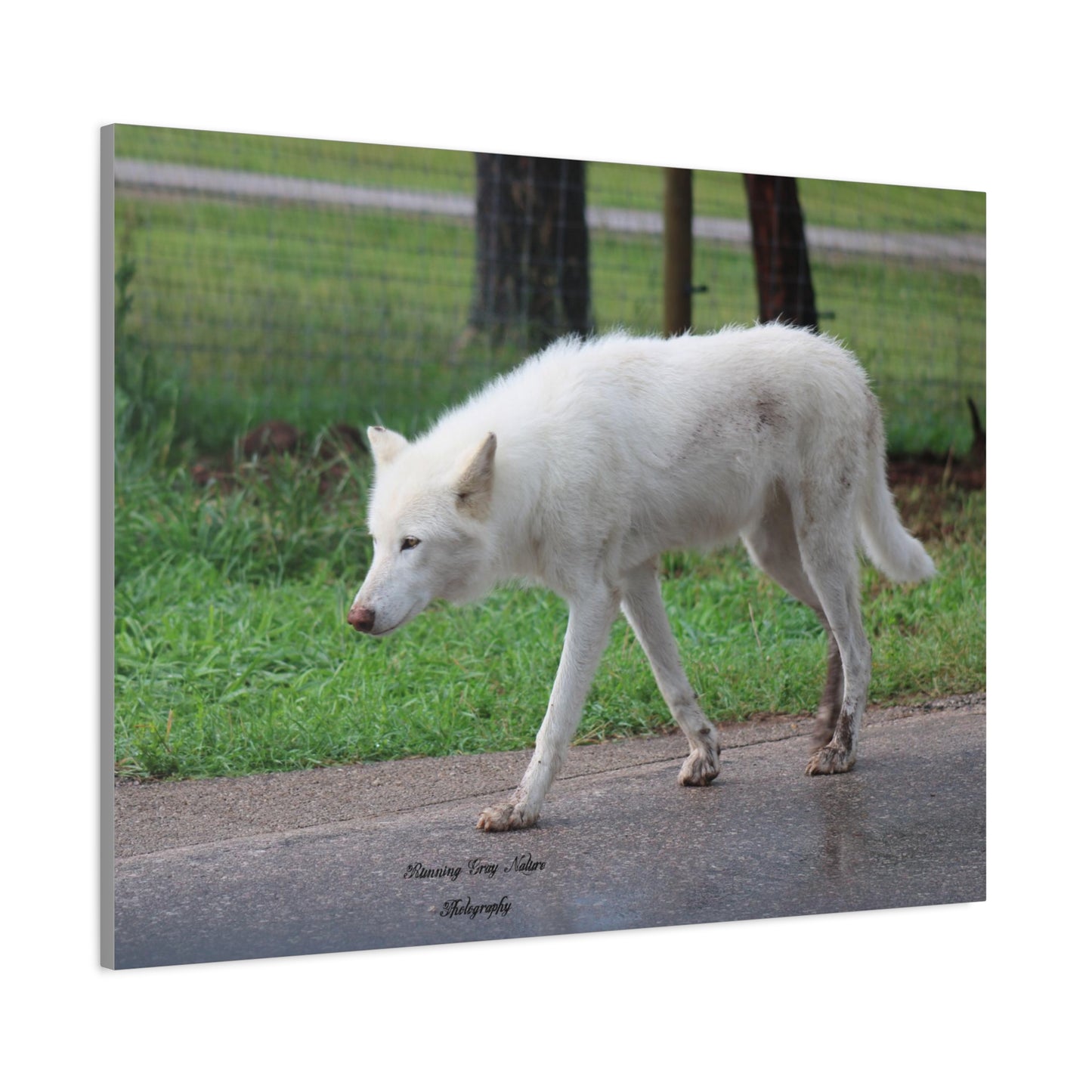 White Wolf Matte Canvas, Stretched, 1.25"