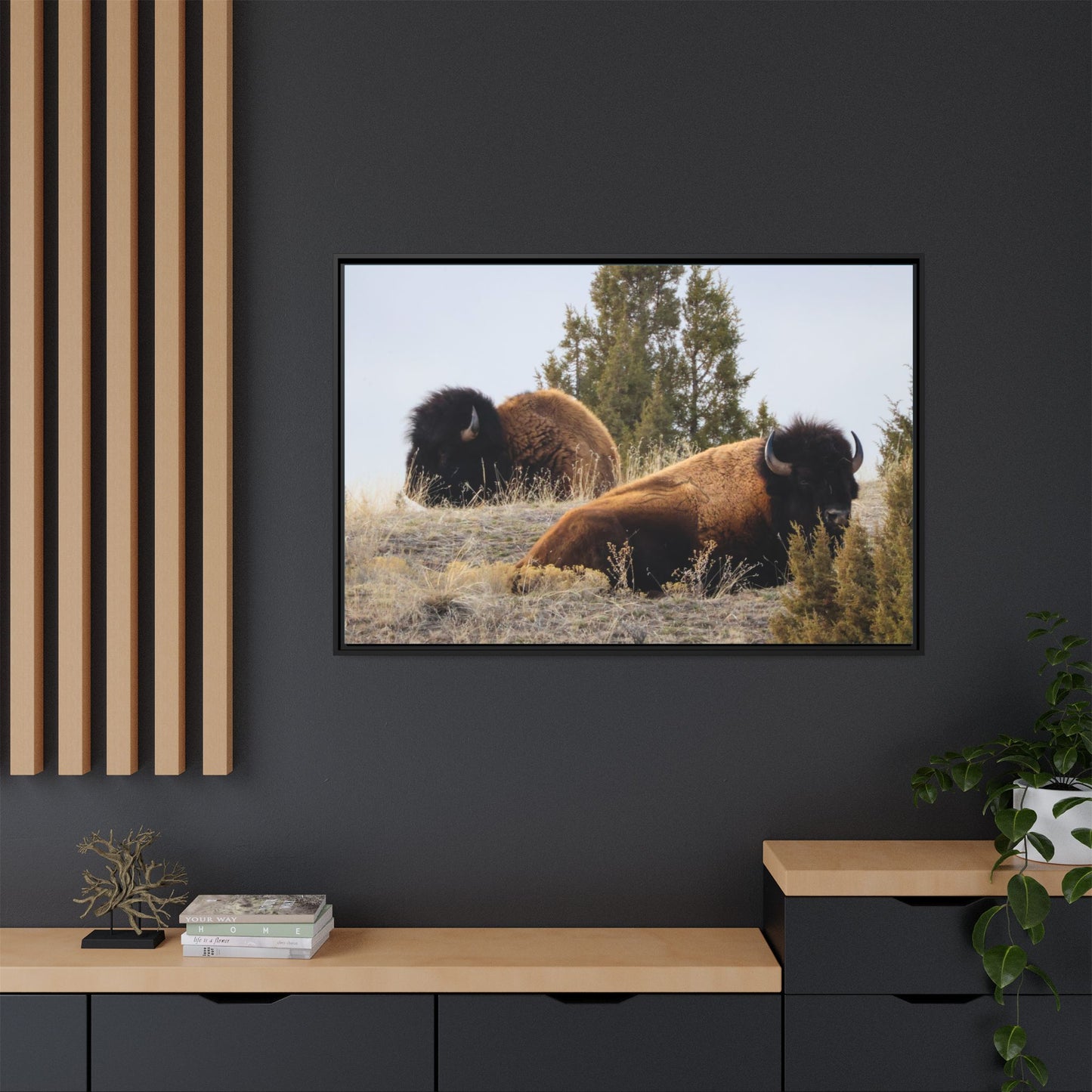Two Bull Buffalo Framed Canvas