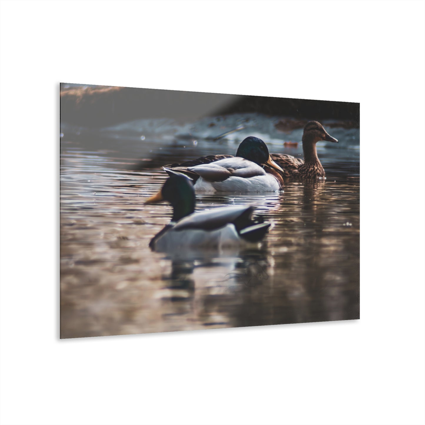 Mallard Ducks Acrylic