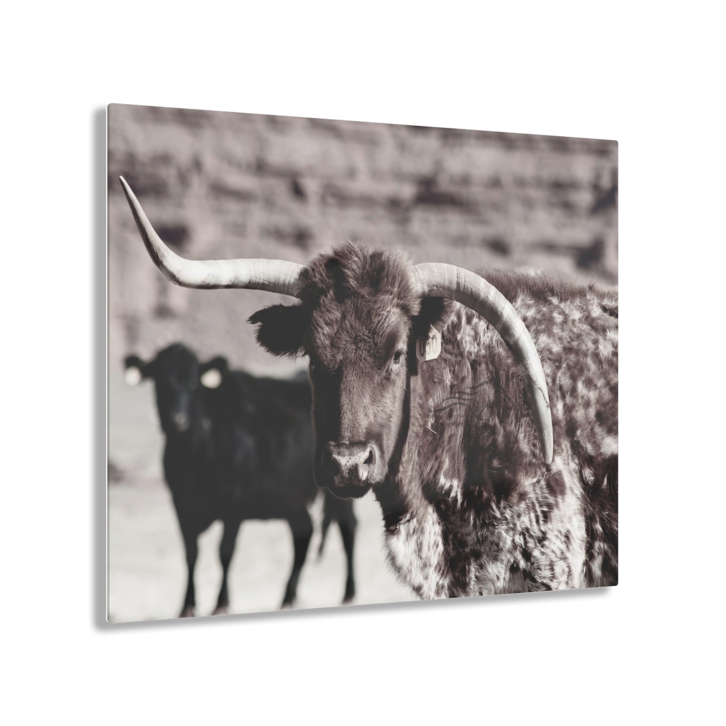 Black and Red Mismatch Long Horn Acrylic Prints