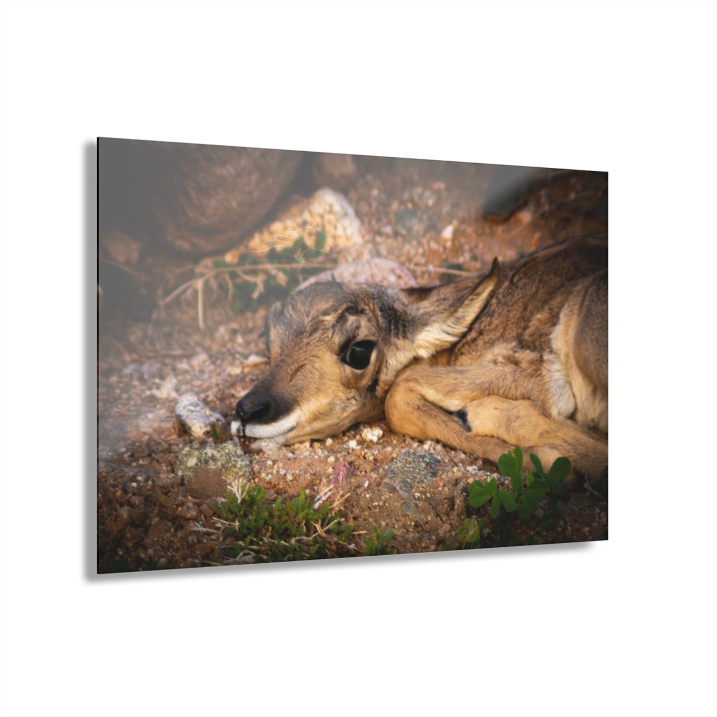 Baby Antelope Acrylic