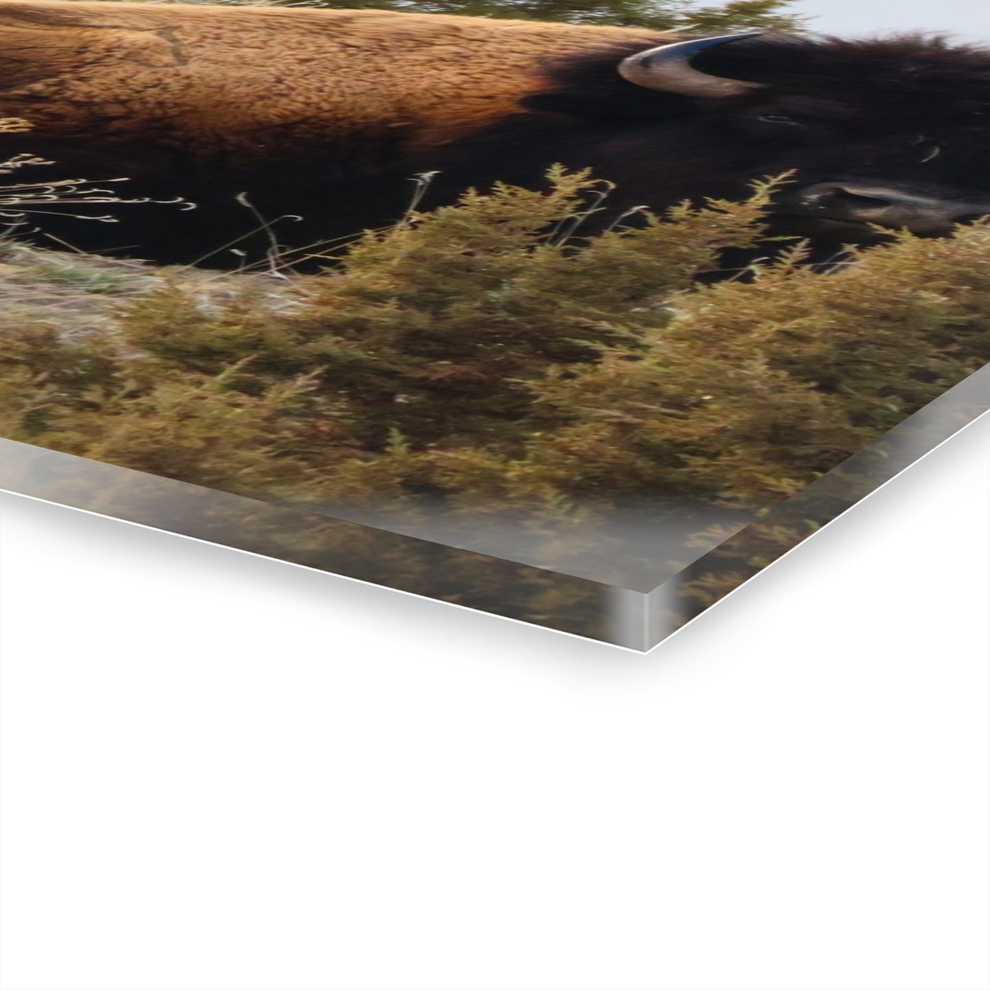 Two Bull Buffalo Acrylic