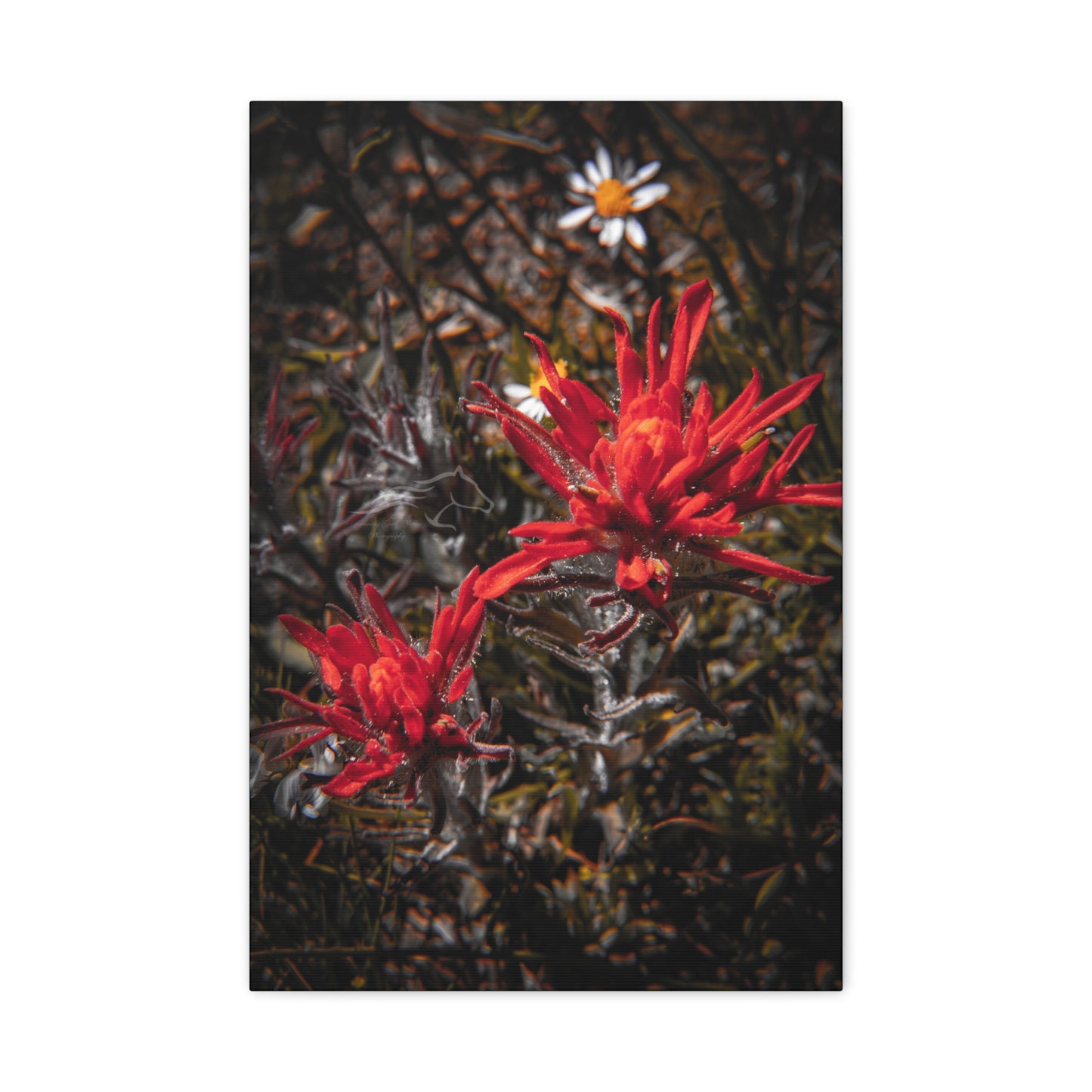 Black and Red Indian Paint Brush Canvas