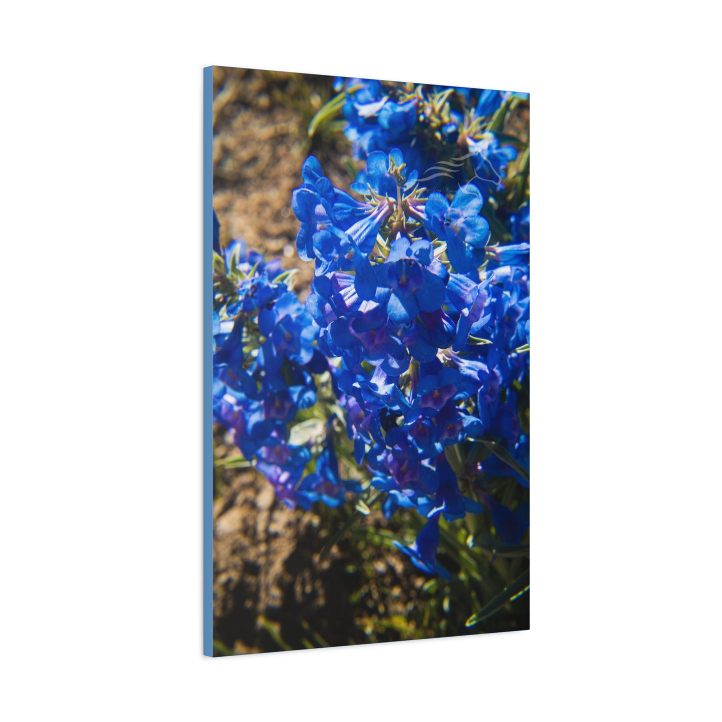 Rocky Mountain Beardtongue Canvas