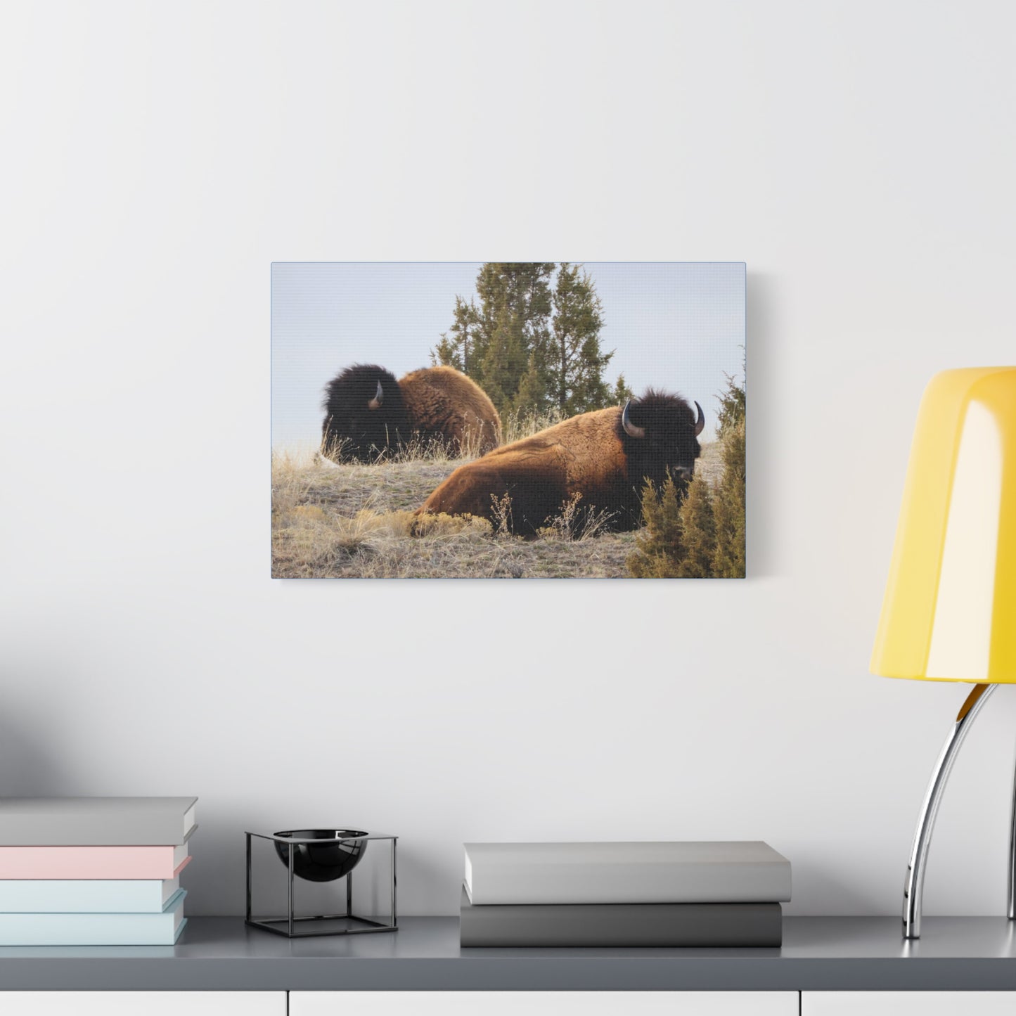 Two Bull Buffalo Canvas