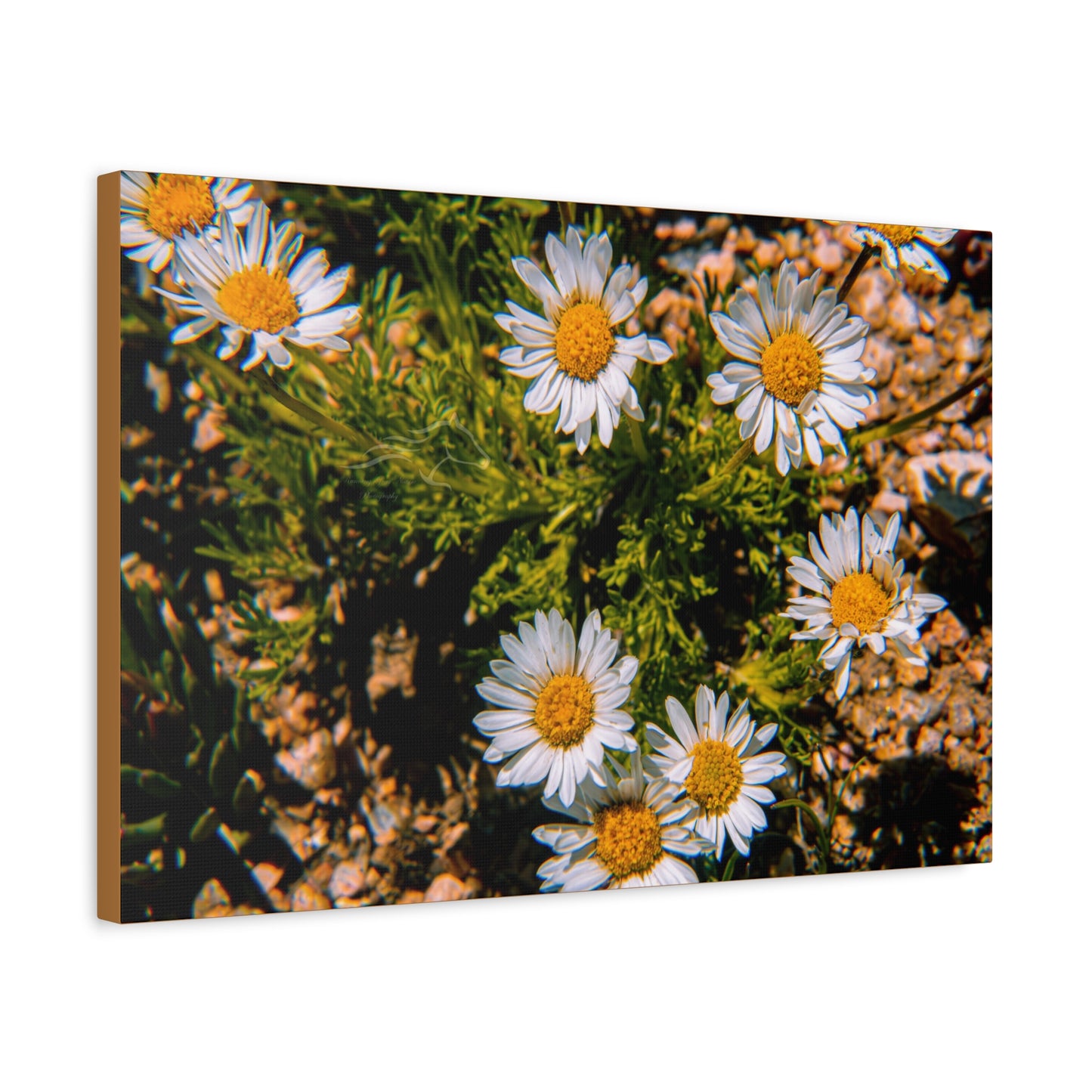 Wild Daisy Canvas