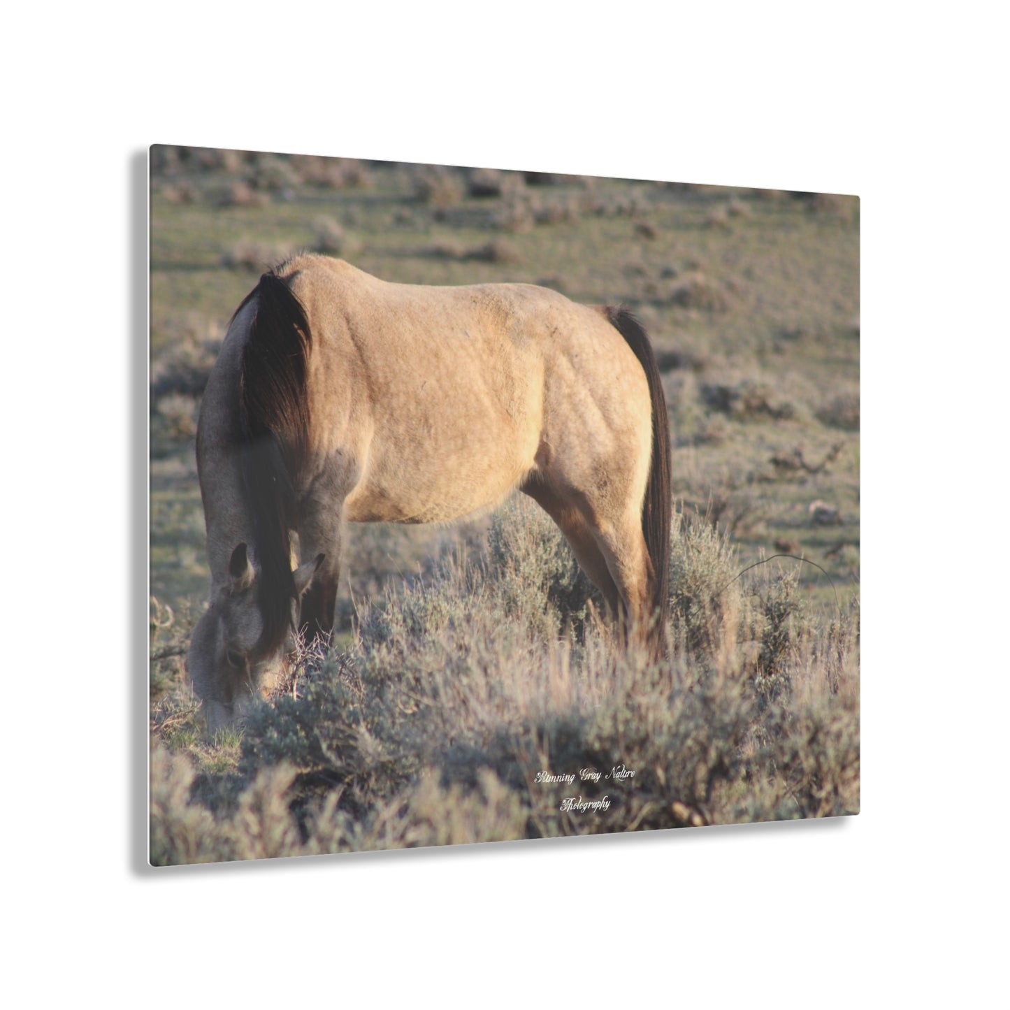 Buckskin Acrylic Prints