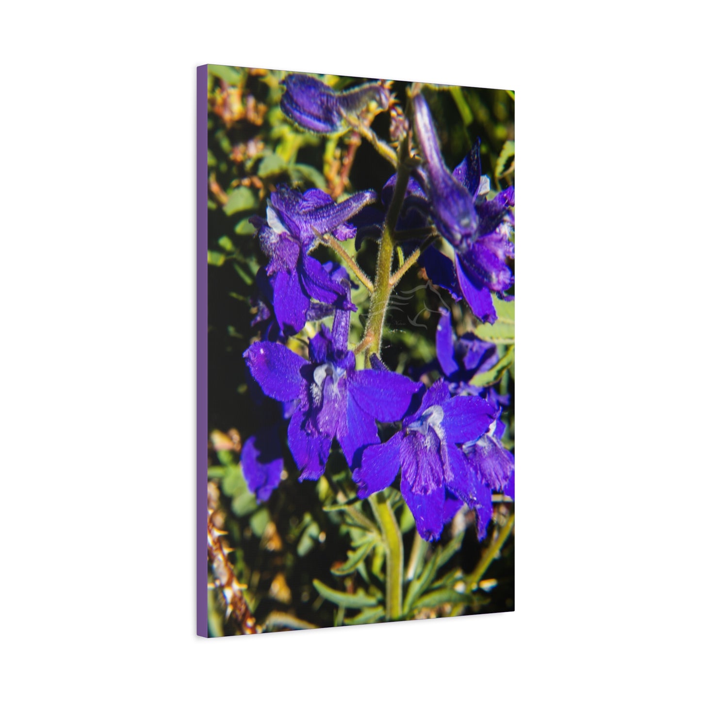Royal Larkspar Canvas