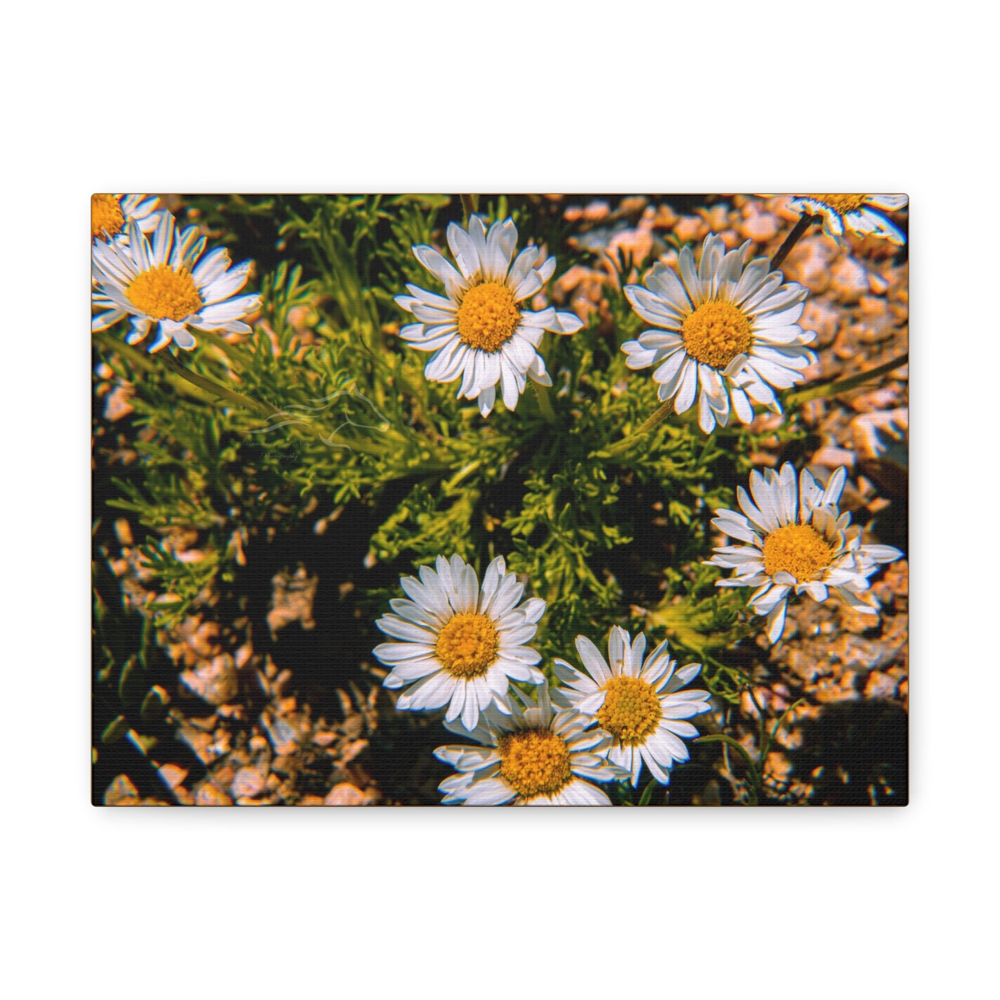 Wild Daisy Canvas