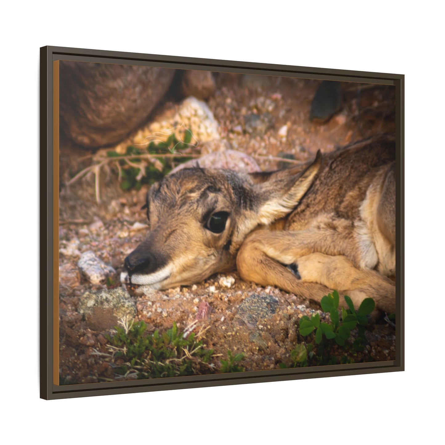 Baby Antelope Framed Canvas