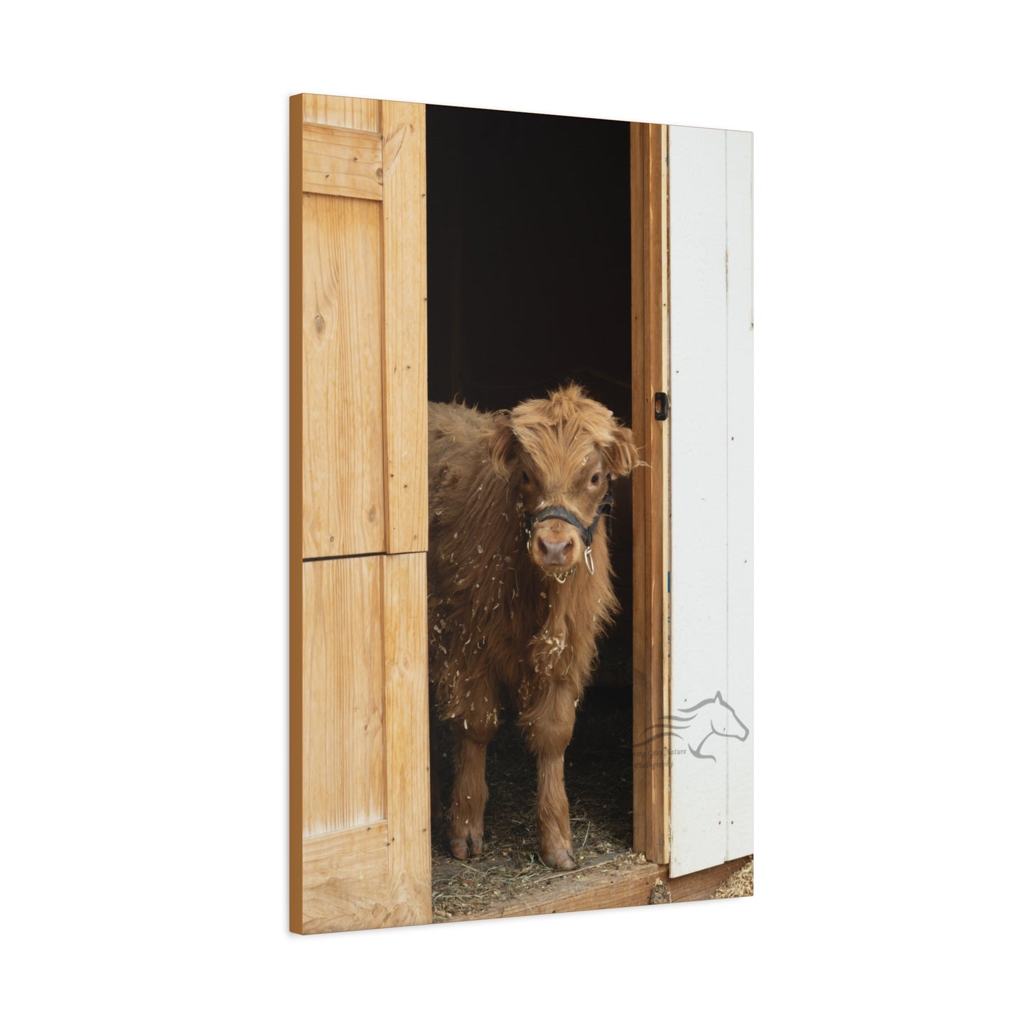 Little Highlander Canvas