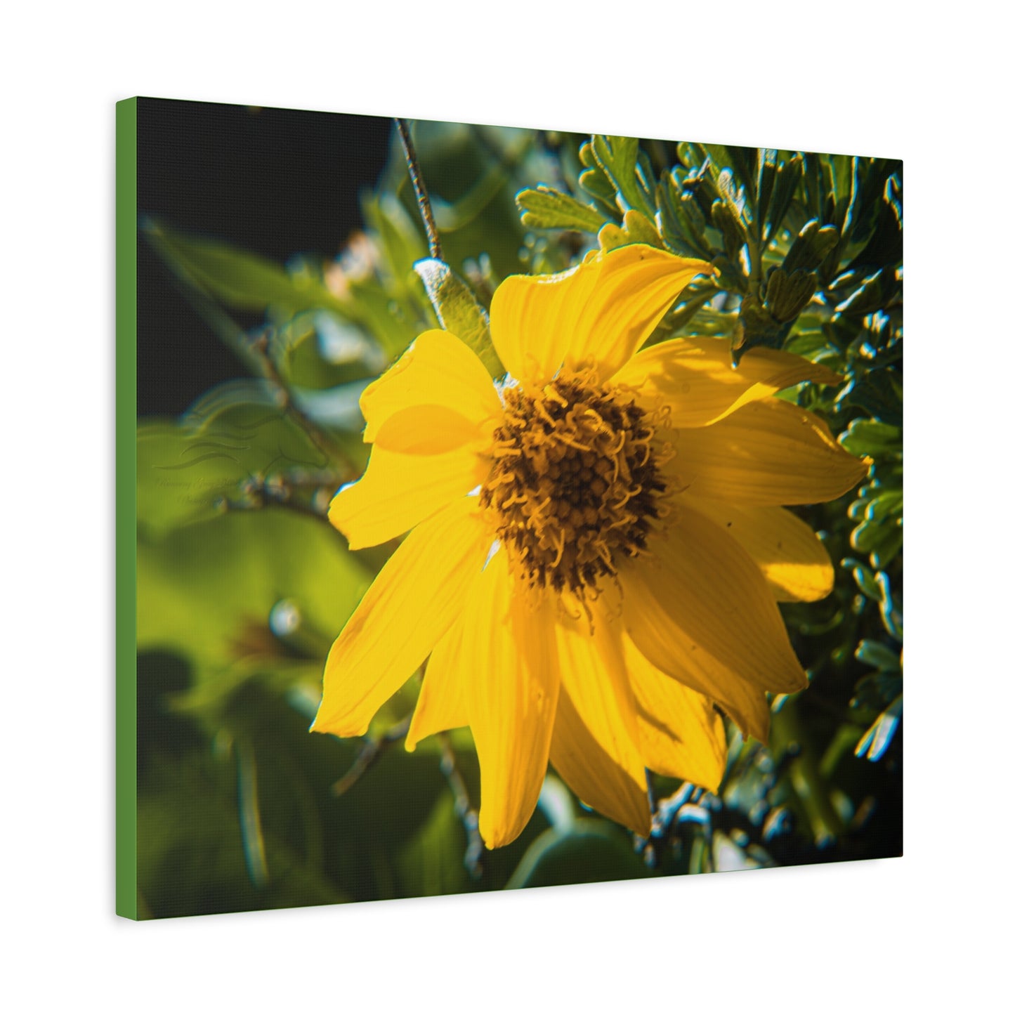 Arrowleaf Balsamroot Canvas