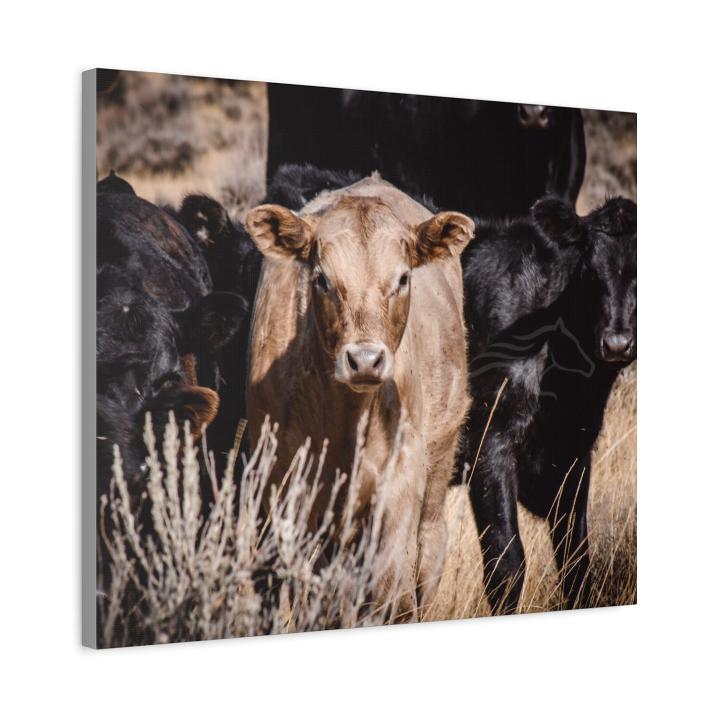 Baby Blonde Calf