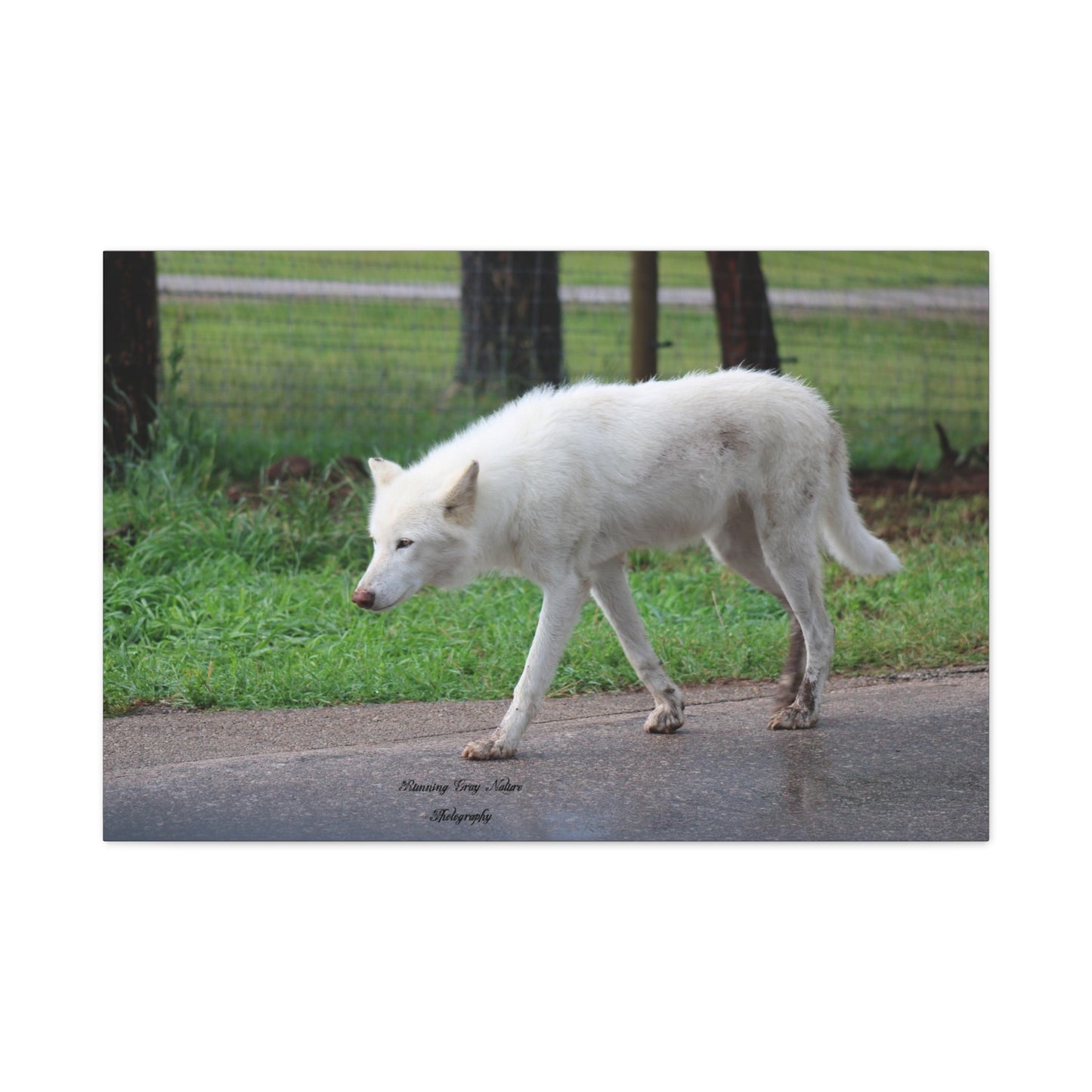 White Wolf Matte Canvas, Stretched, 1.25"