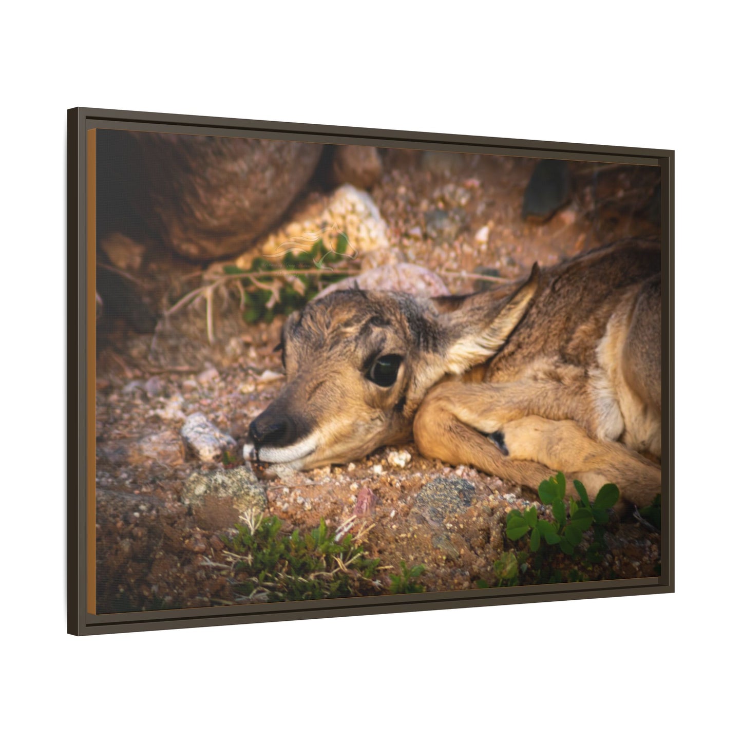 Baby Antelope Framed Canvas