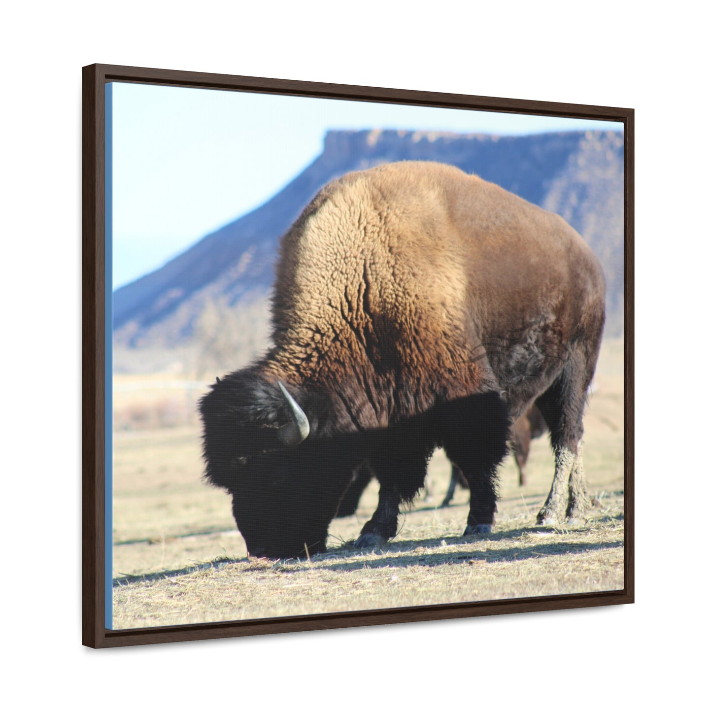 Big Daddy Buffalo Gallery Canvas Wraps, Horizontal Frame