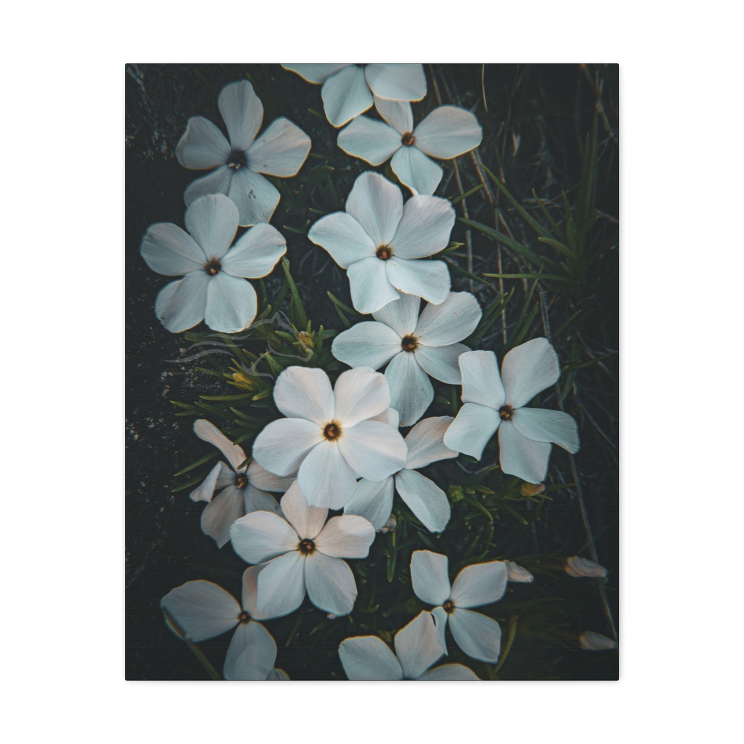 Rock Jasmine Canvas