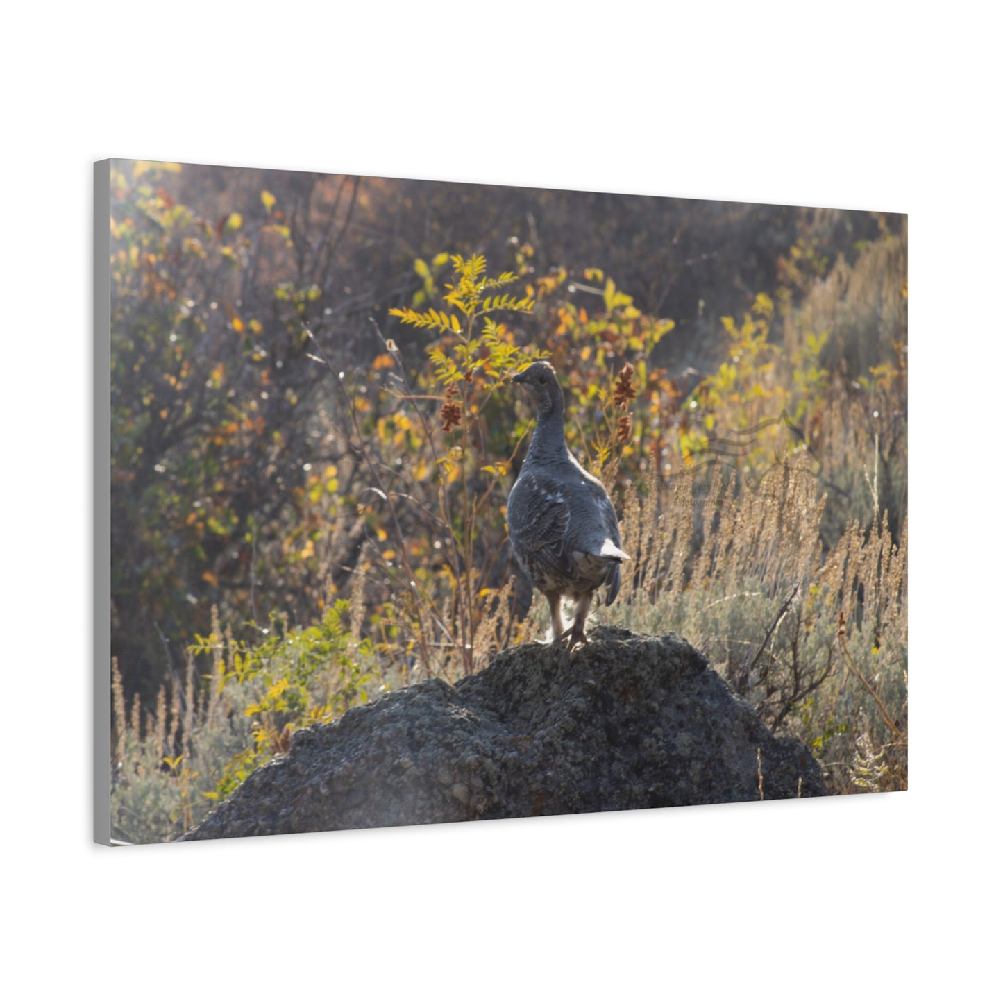 Wyoming Sage Grouse Canvas