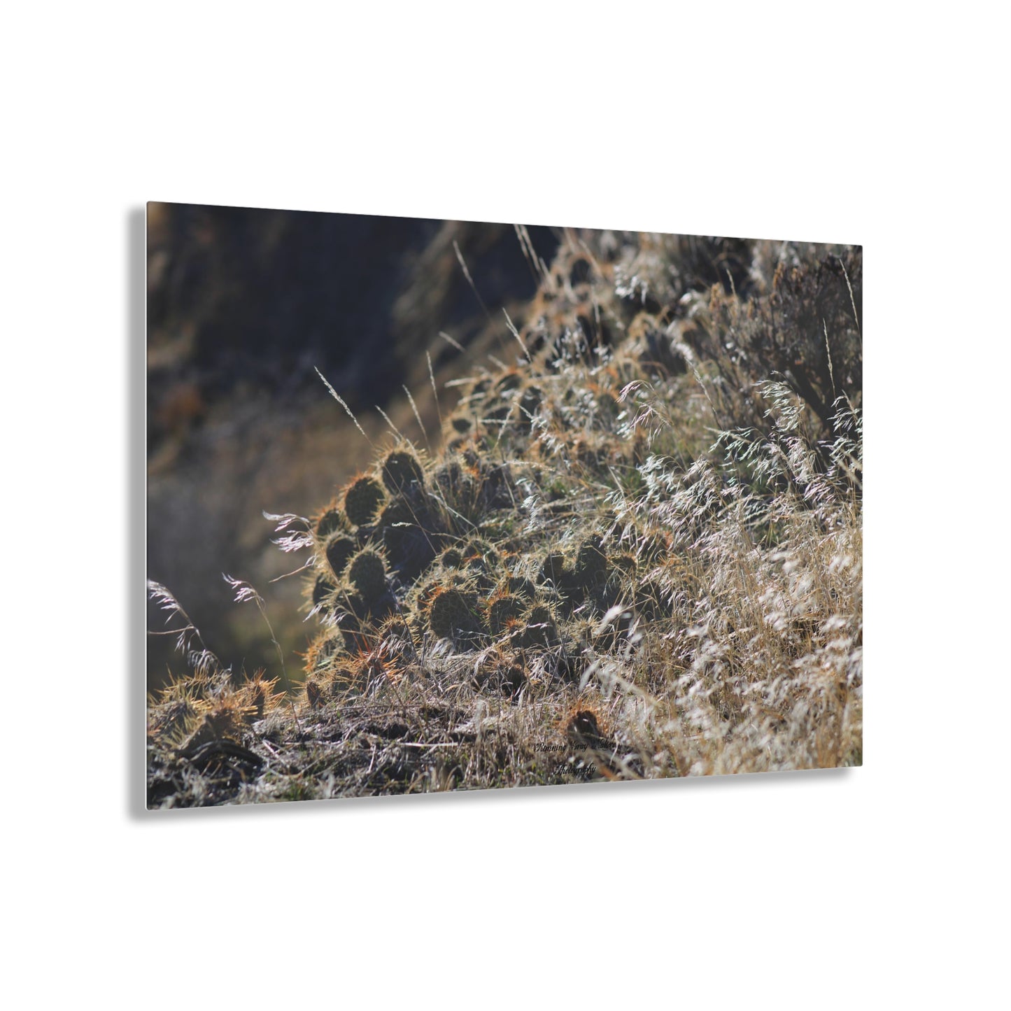 Cactus Acrylic Prints