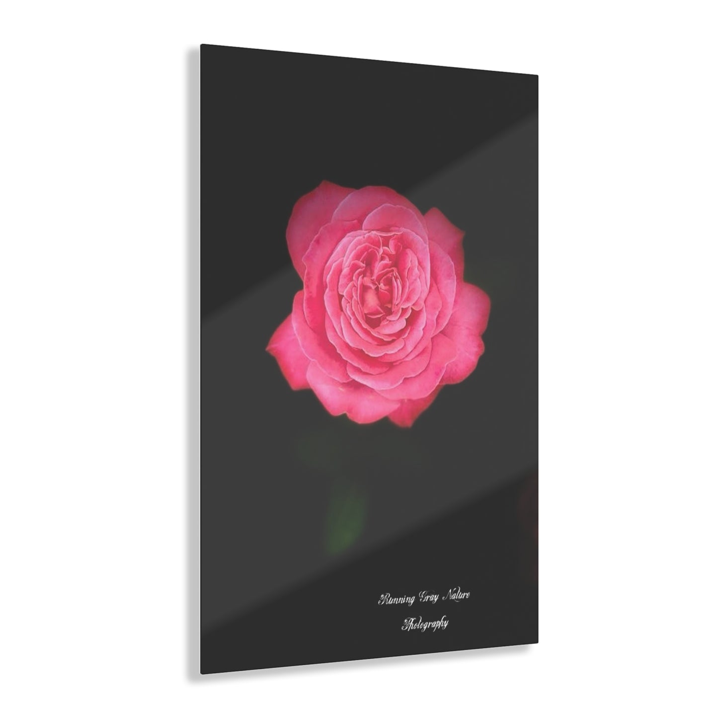 Pink Peace Rose Acrylic Prints