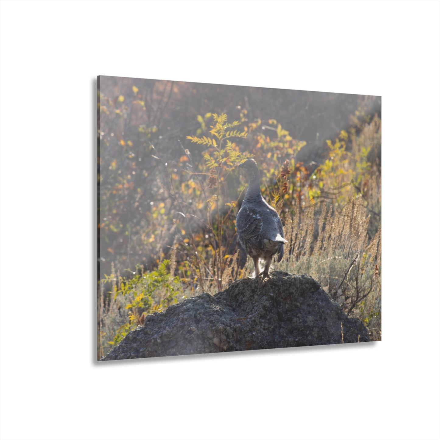 Wyoming Sage Grouse Acrylic