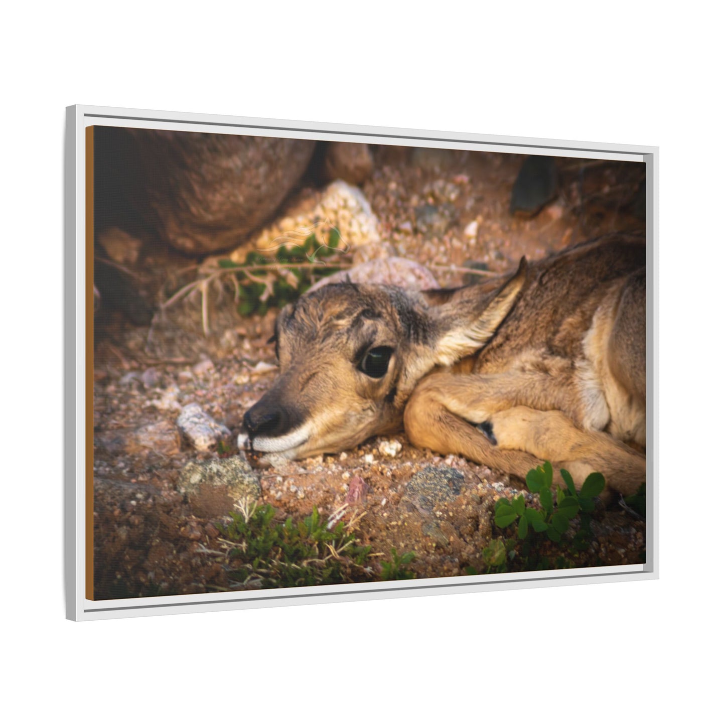 Baby Antelope Framed Canvas