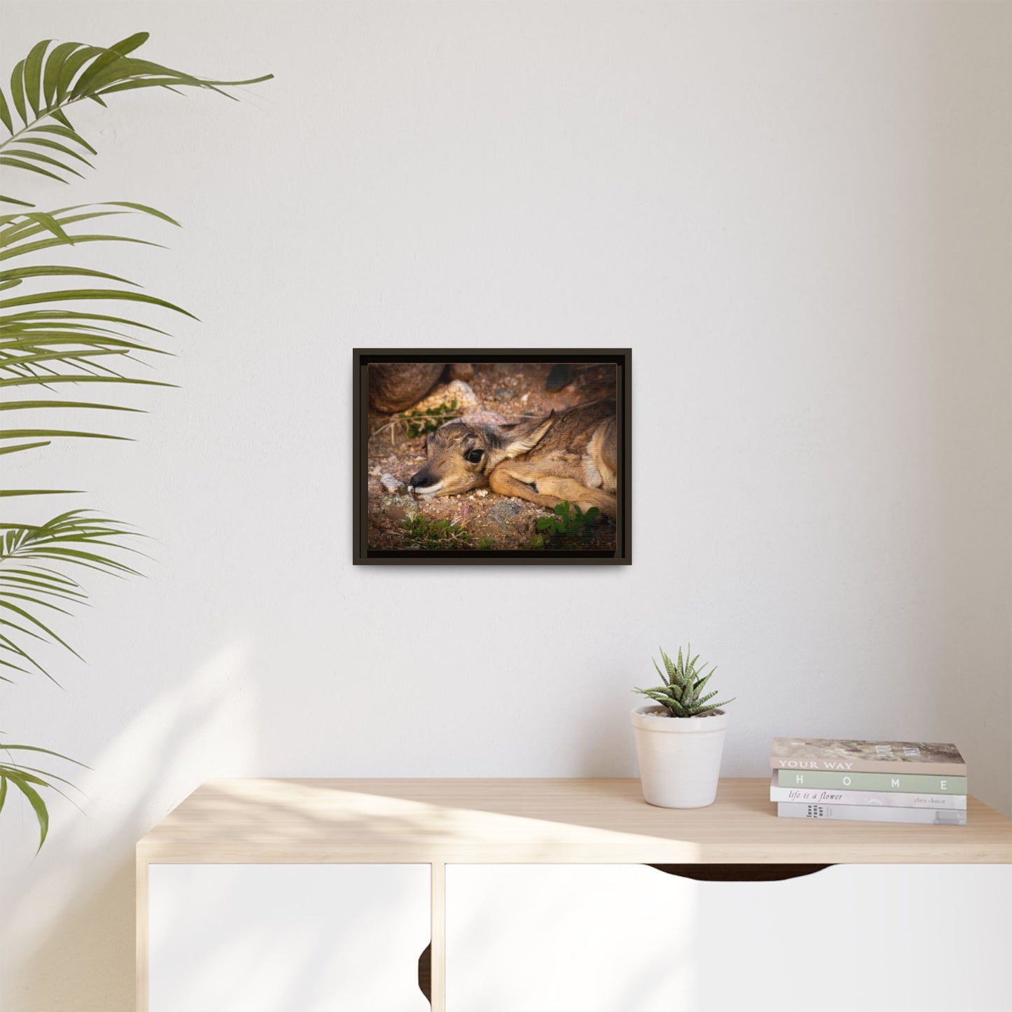Baby Antelope Framed Canvas