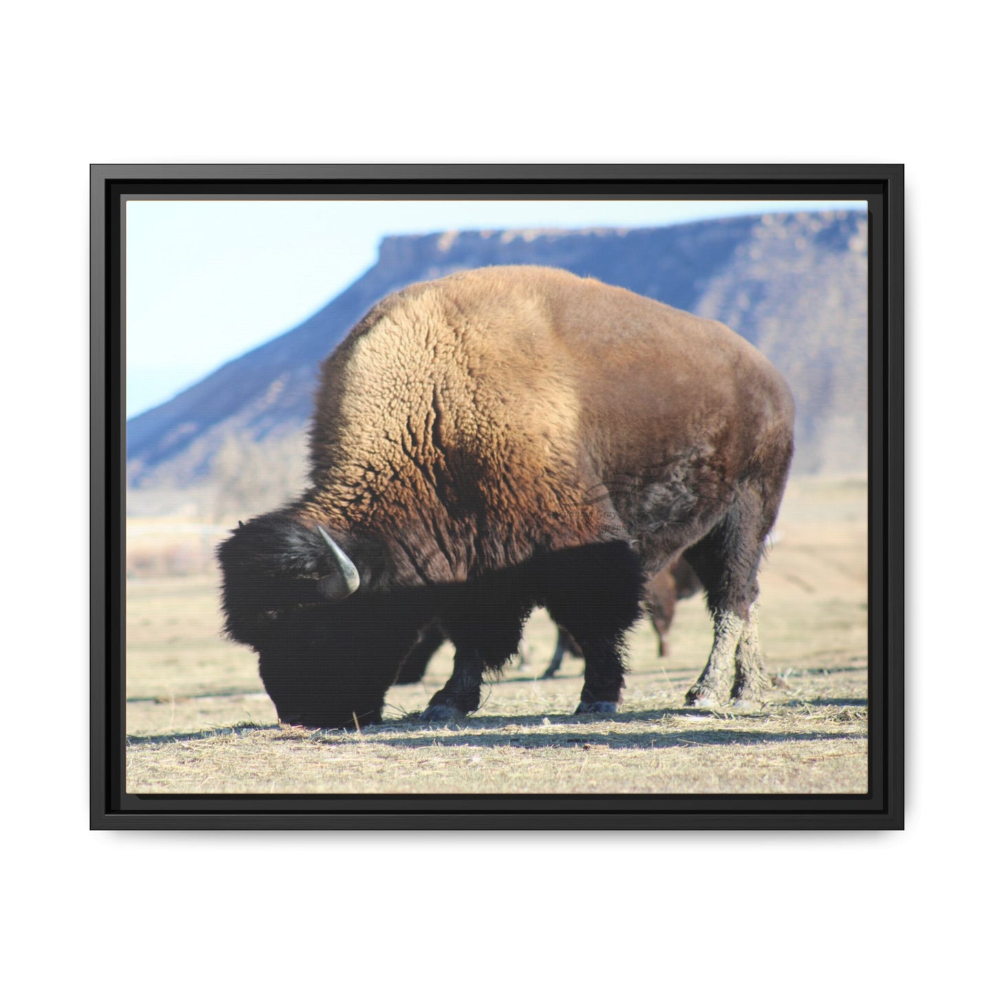 Big Daddy Buffalo Framed Canvas