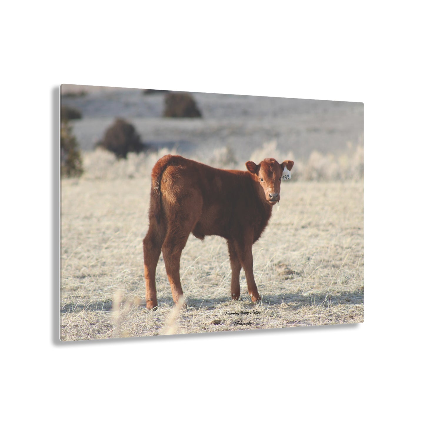 Baby Calf 198 Acrylic Prints