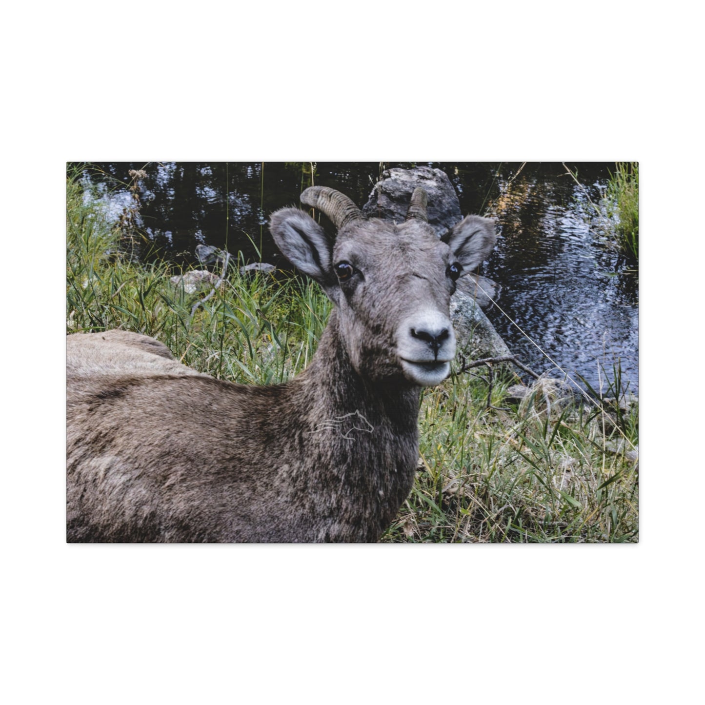 Big Horn Sheep Canvas