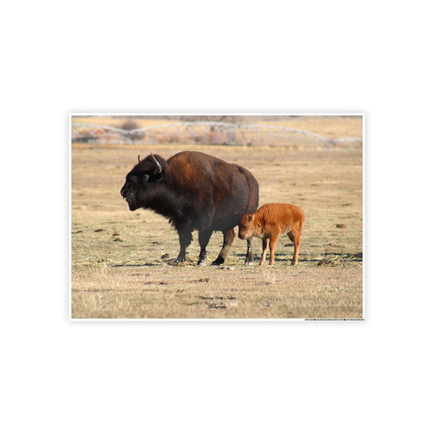 Posters Board Momma and Baby Buffalo