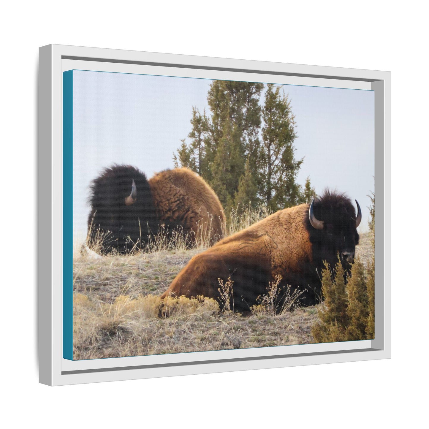 Two Bull Buffalo Framed Canvas