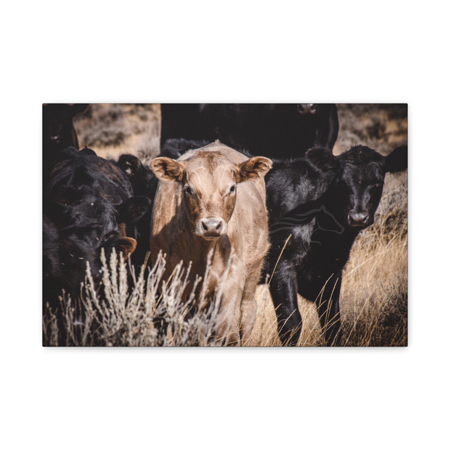 Baby Blonde Calf